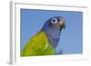 Senegal Parrot (Poicephalus Senegalus), Captive, West Africa-Lynn M^ Stone-Framed Photographic Print
