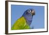 Senegal Parrot (Poicephalus Senegalus), Captive, West Africa-Lynn M^ Stone-Framed Photographic Print