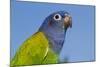 Senegal Parrot (Poicephalus Senegalus), Captive, West Africa-Lynn M^ Stone-Mounted Photographic Print