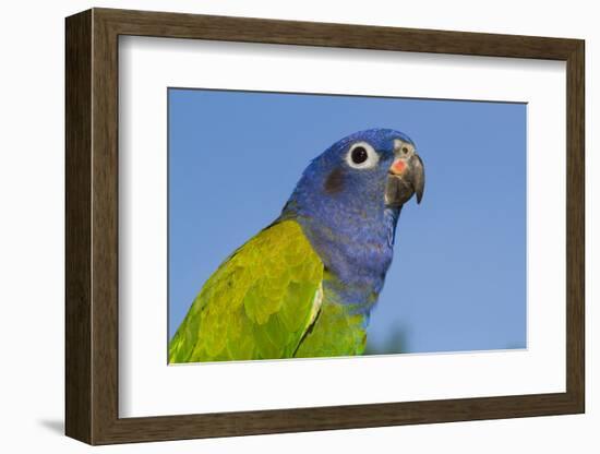 Senegal Parrot (Poicephalus Senegalus), Captive, West Africa-Lynn M^ Stone-Framed Photographic Print