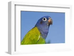 Senegal Parrot (Poicephalus Senegalus), Captive, West Africa-Lynn M^ Stone-Framed Photographic Print