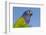 Senegal Parrot (Poicephalus Senegalus), Captive, West Africa-Lynn M^ Stone-Framed Photographic Print