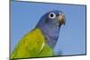 Senegal Parrot (Poicephalus Senegalus), Captive, West Africa-Lynn M^ Stone-Mounted Photographic Print
