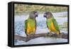 Senegal Parrot Two-null-Framed Stretched Canvas