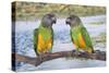 Senegal Parrot Two-null-Stretched Canvas