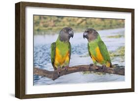 Senegal Parrot Two-null-Framed Photographic Print