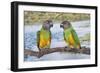 Senegal Parrot Two-null-Framed Photographic Print