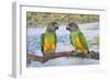 Senegal Parrot Two-null-Framed Photographic Print