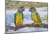 Senegal Parrot Two-null-Mounted Photographic Print