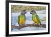 Senegal Parrot Two-null-Framed Photographic Print