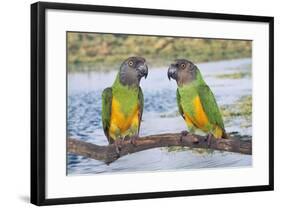 Senegal Parrot Two-null-Framed Photographic Print