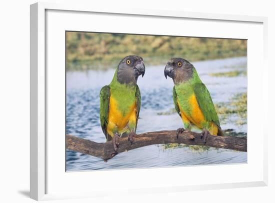 Senegal Parrot Two-null-Framed Photographic Print