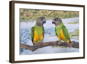 Senegal Parrot Two-null-Framed Photographic Print