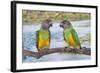 Senegal Parrot Two-null-Framed Photographic Print