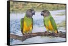 Canvas Black