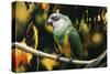 Senegal Parrot-null-Stretched Canvas