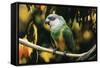 Senegal Parrot-null-Framed Stretched Canvas
