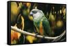 Senegal Parrot-null-Framed Stretched Canvas