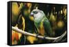 Senegal Parrot-null-Framed Stretched Canvas