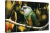 Senegal Parrot-null-Stretched Canvas