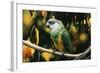 Senegal Parrot-null-Framed Photographic Print