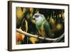 Senegal Parrot-null-Framed Photographic Print