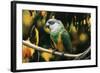 Senegal Parrot-null-Framed Photographic Print