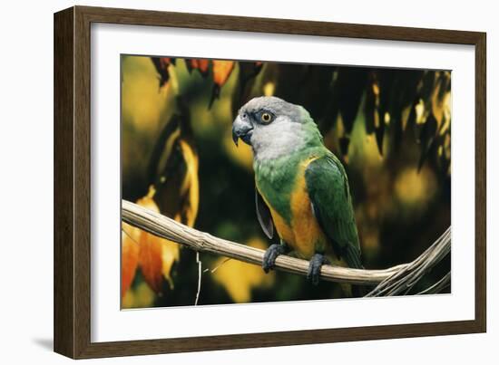 Senegal Parrot-null-Framed Photographic Print