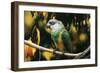 Senegal Parrot-null-Framed Photographic Print