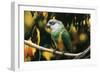 Senegal Parrot-null-Framed Photographic Print