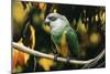 Senegal Parrot-null-Mounted Photographic Print