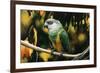 Senegal Parrot-null-Framed Photographic Print