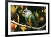 Senegal Parrot-null-Framed Photographic Print