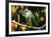 Senegal Parrot-null-Framed Photographic Print