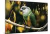 Senegal Parrot-null-Mounted Photographic Print
