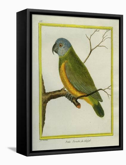 Senegal Parrot-Georges-Louis Buffon-Framed Stretched Canvas