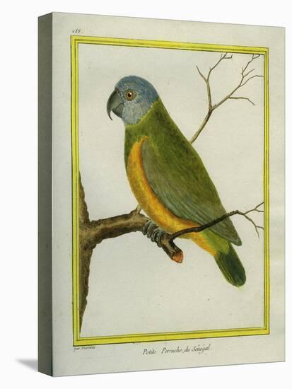 Senegal Parrot-Georges-Louis Buffon-Stretched Canvas