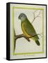 Senegal Parrot-Georges-Louis Buffon-Framed Stretched Canvas