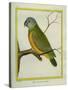 Senegal Parrot-Georges-Louis Buffon-Stretched Canvas