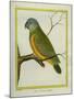 Senegal Parrot-Georges-Louis Buffon-Mounted Giclee Print