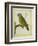 Senegal Parrot-Georges-Louis Buffon-Framed Giclee Print