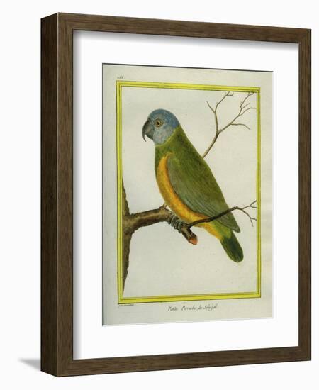 Senegal Parrot-Georges-Louis Buffon-Framed Giclee Print