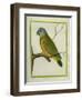 Senegal Parrot-Georges-Louis Buffon-Framed Giclee Print