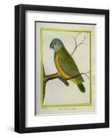 Senegal Parrot-Georges-Louis Buffon-Framed Giclee Print