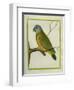 Senegal Parrot-Georges-Louis Buffon-Framed Giclee Print