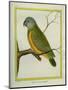 Senegal Parrot-Georges-Louis Buffon-Mounted Giclee Print