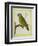 Senegal Parrot-Georges-Louis Buffon-Framed Premium Giclee Print