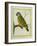 Senegal Parrot-Georges-Louis Buffon-Framed Giclee Print