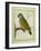 Senegal Parrot-Georges-Louis Buffon-Framed Giclee Print
