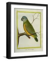 Senegal Parrot-Georges-Louis Buffon-Framed Giclee Print